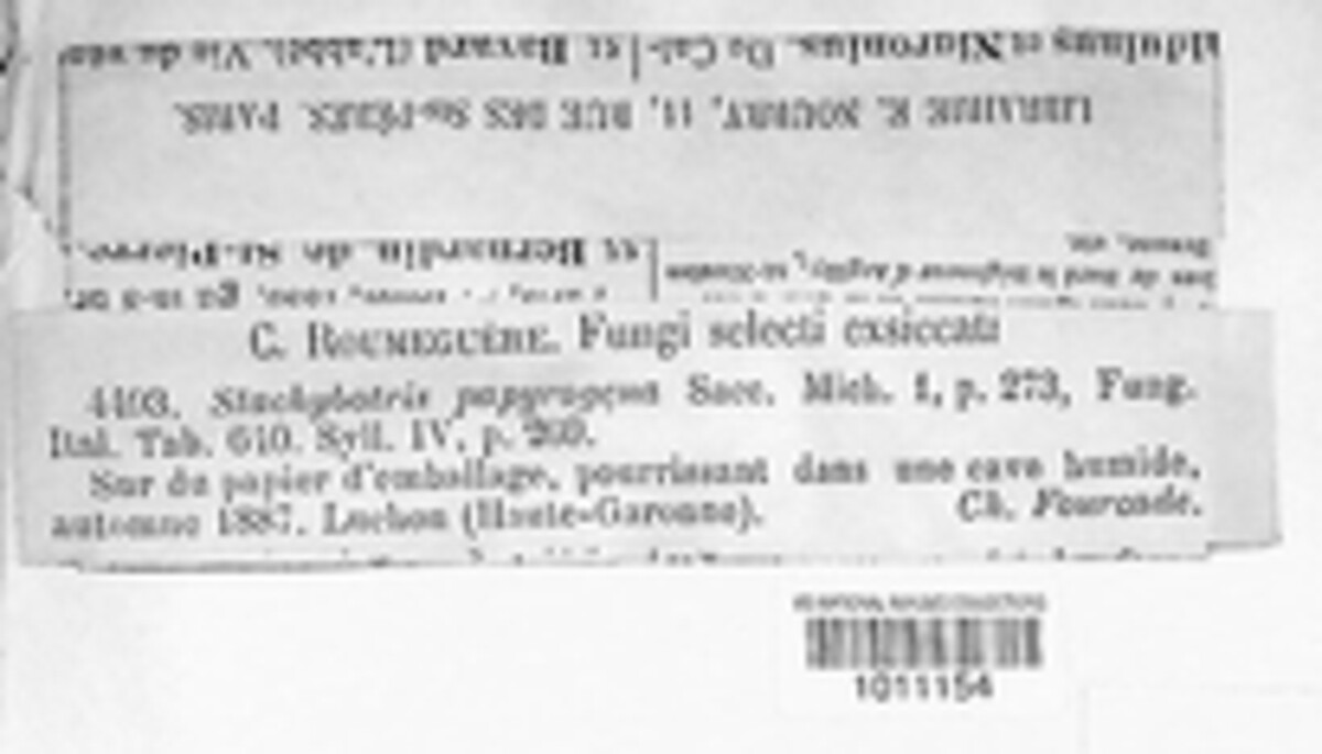 Stachybotrys papyrogena image